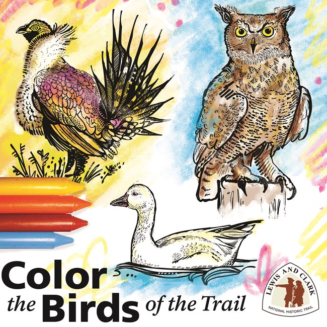 color the trail with birds