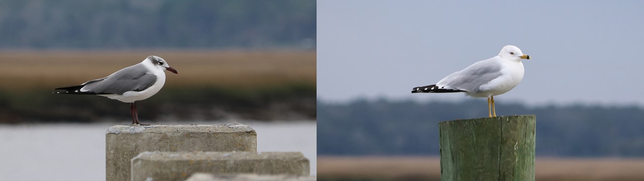 A laughing gull and ring-billed gull. A laughing gull and ring-billed gull sitting on posts.