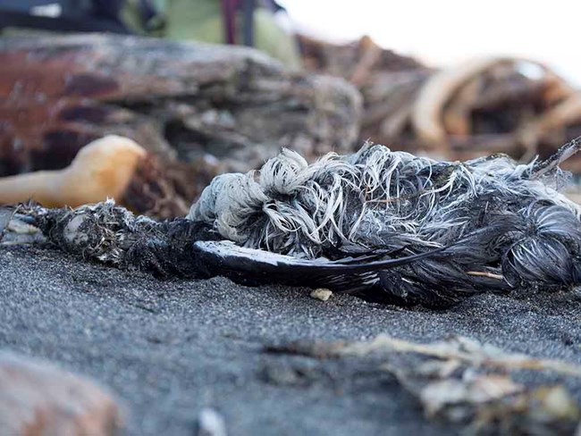 A common murre carcass on the beach, from a ground-level perspective.