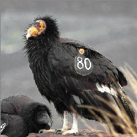 A California Condor perched on a rock with the wing tag displaying the number 80.