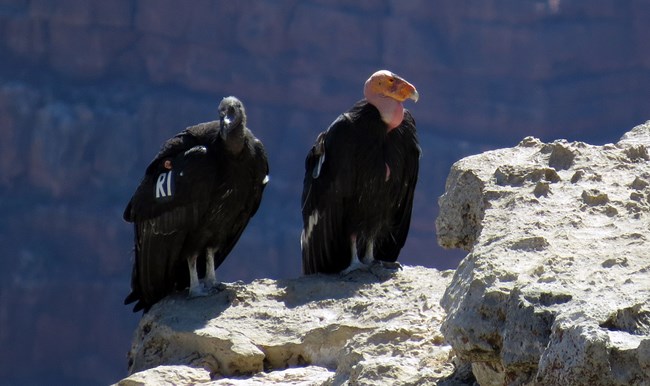 A black headed juvenile condor sits next to a pink headed adult on a rock.
