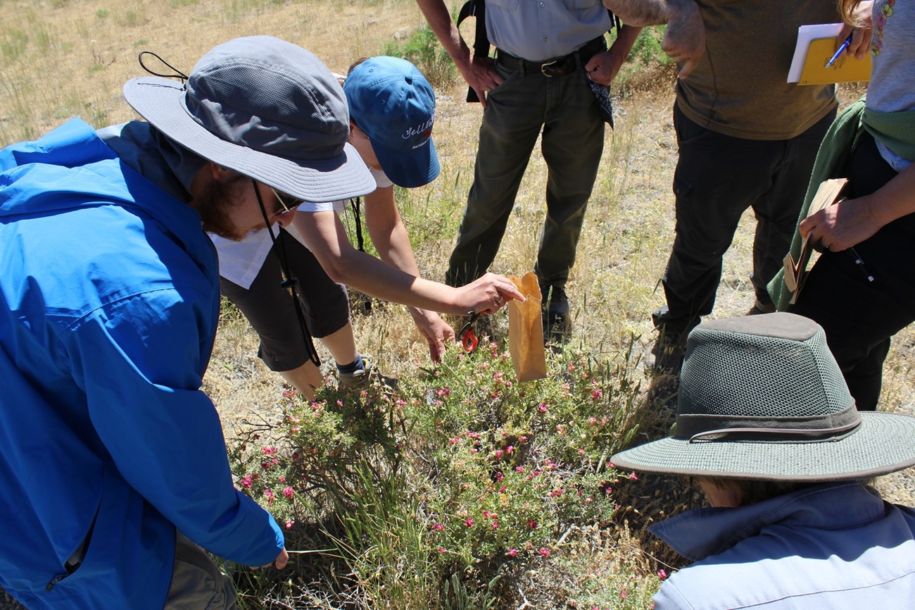 Conducting seed collection training at Yellowstone National Park,