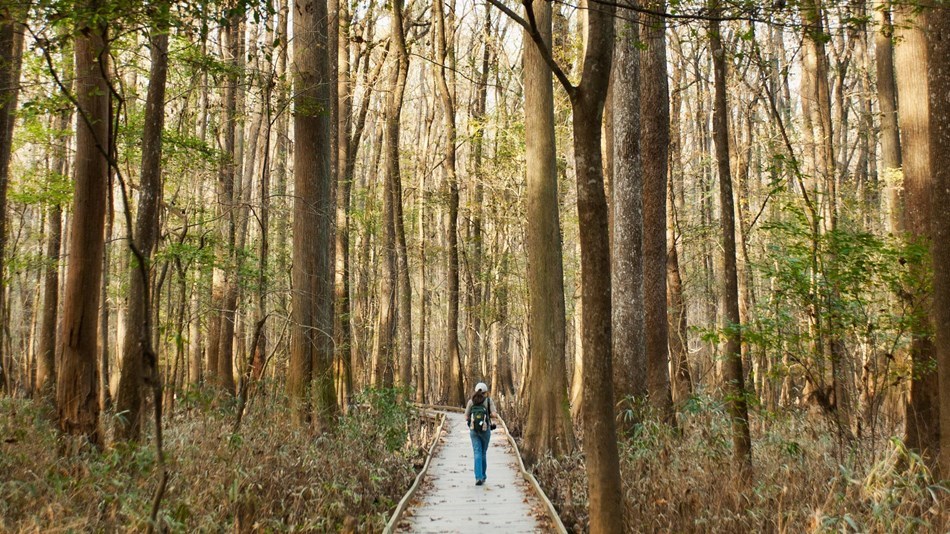 Woman walking on boardwalk in forest