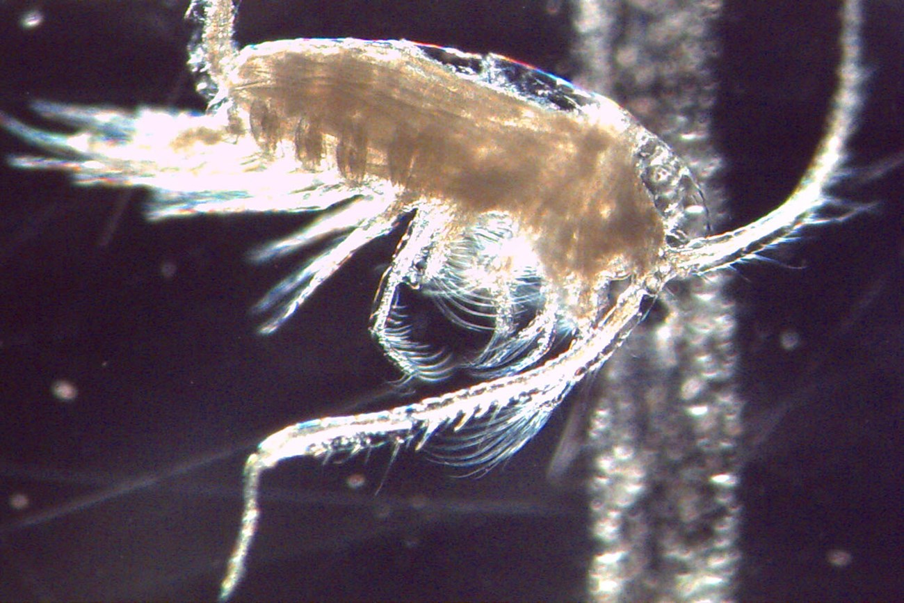 Copepod zooplankton Microscope photo of a copepod zooplankton