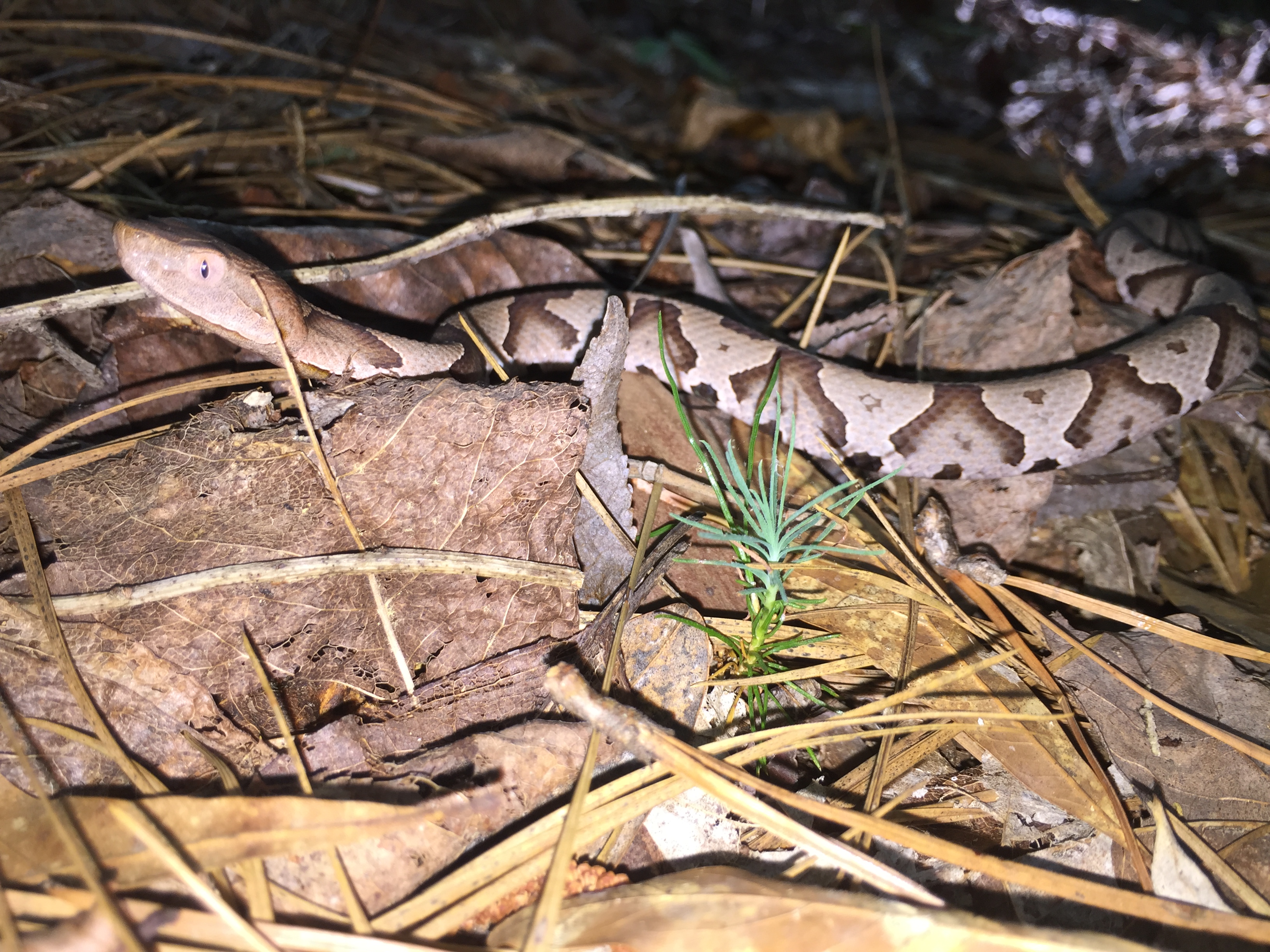 Copperhead snake moves along the ground.
