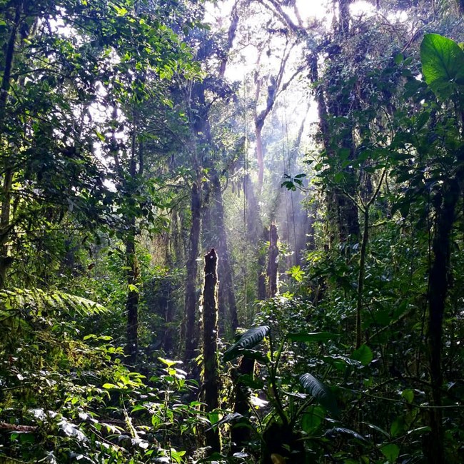 Lush view inside dense, tropical rainforest, La Selva Biological Research Station, Costa Rica