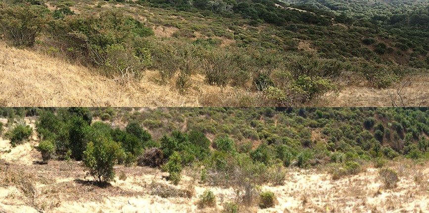 Oakwood Valley before (above) and after (below) invasive cotoneaster was removed