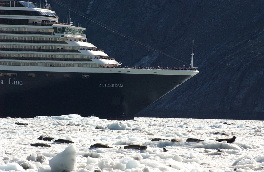 A cruise ship is approaching harbor seals hauled out on ice in Glacier Bay National Park