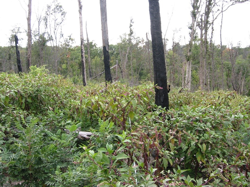 HTLN staff traversing Manley Woods at Wilson’s Creek National Battlefield in July 2017.