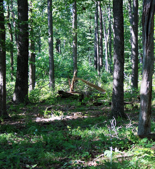 View of the understory in a closed canopy forest