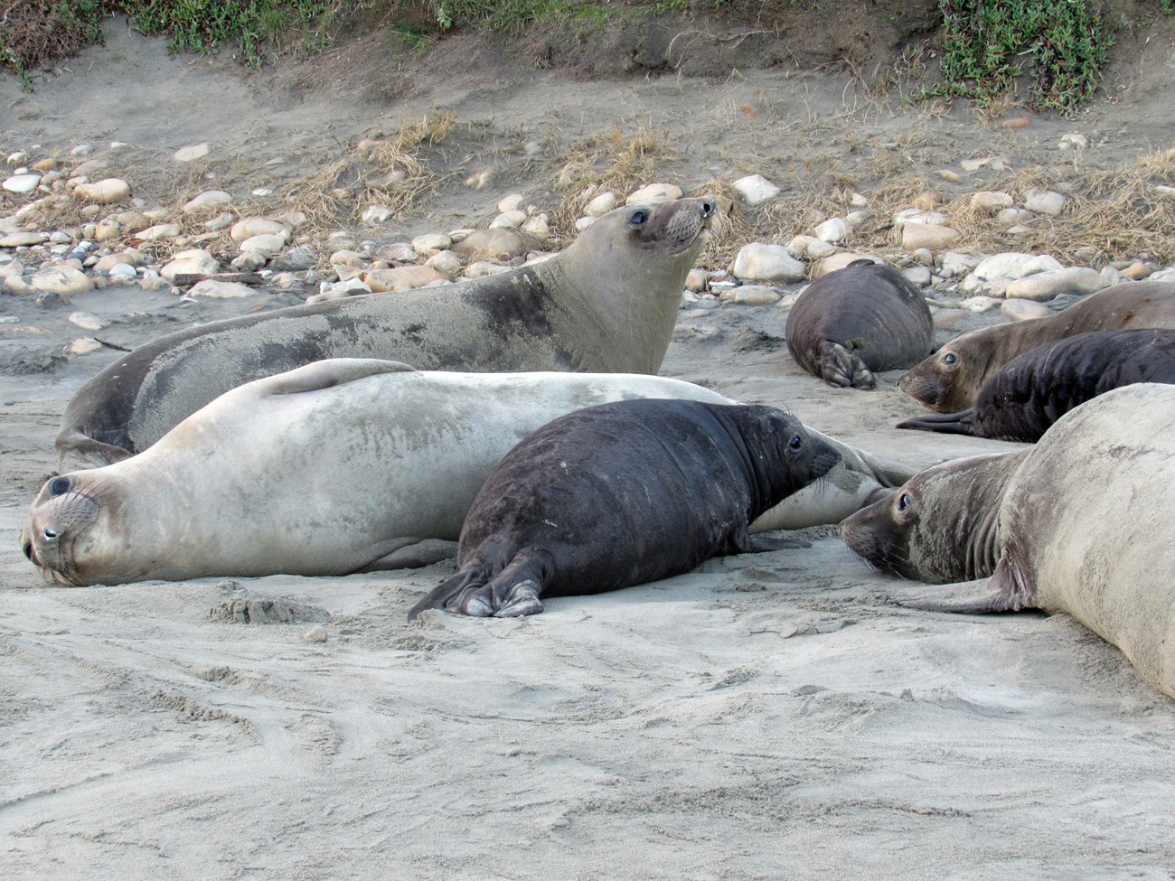 Fat and healthy pup Elephant seal pup on the beach surrounded by adult female seals