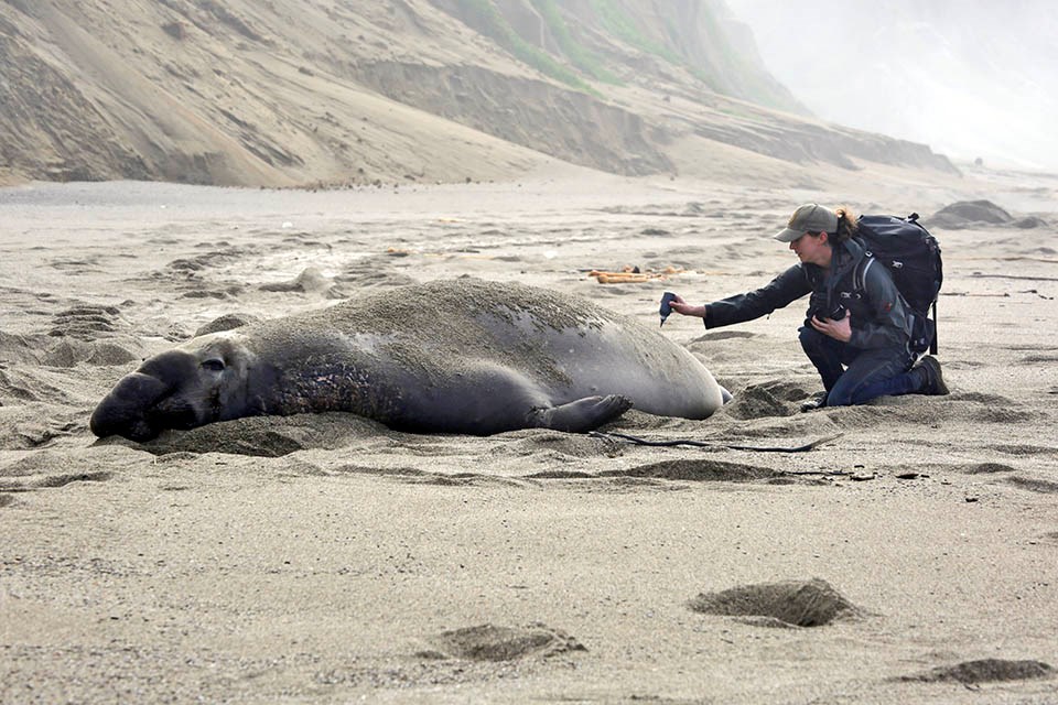 A researcher crouches behind a large adult male elephant seal, and applies a dye mark to its hindquarters.