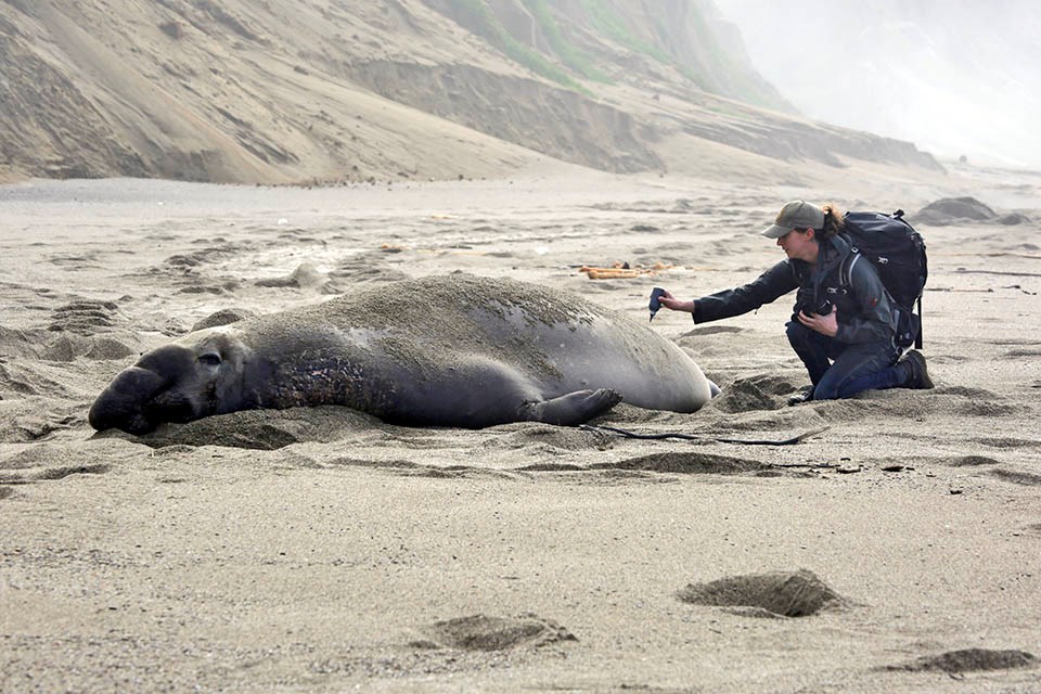 Researcher applying a dye mark to an adult male A researcher crouches behind a large adult male elephant seal, and applies a dye mark to its hindquarters.