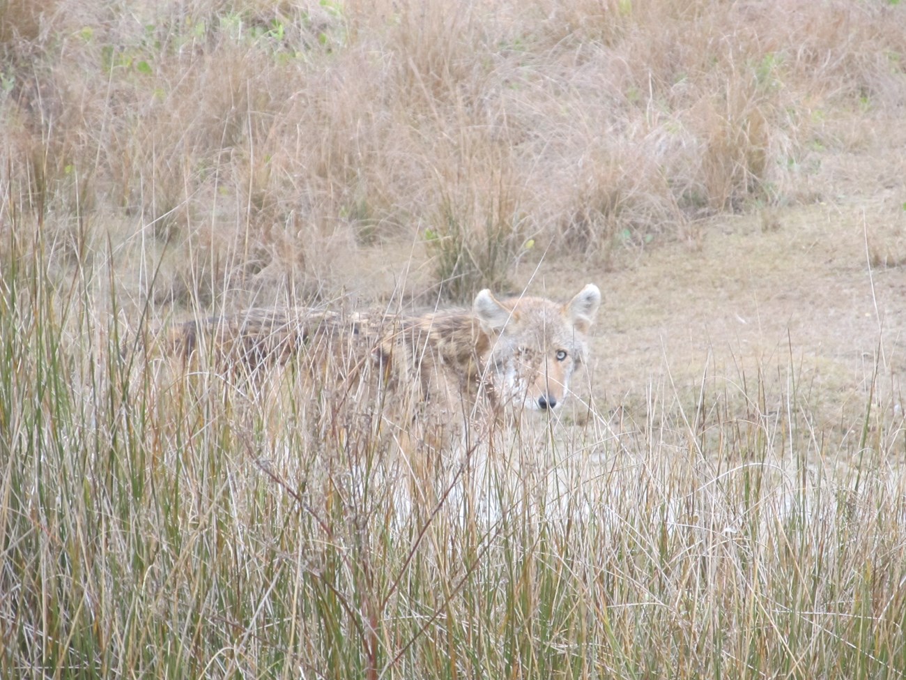 A coyote walking in tall grass looking at the camera.