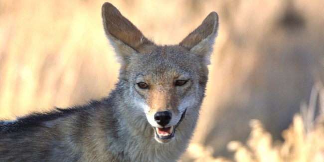 A light and dark brown coyote in a grassy field