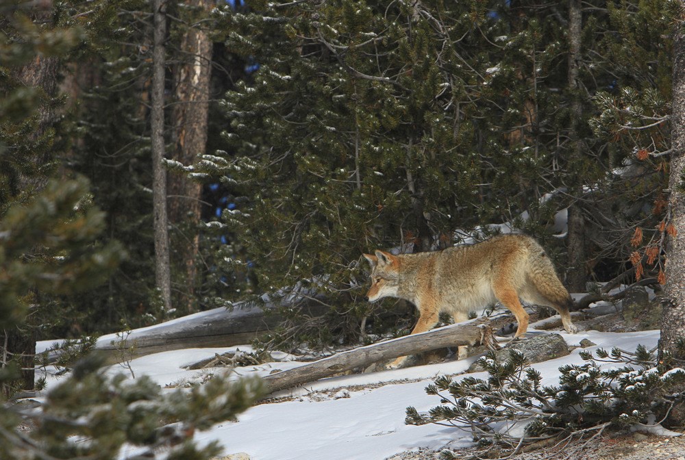 A coyote with a thick winter coat walks through snowy, dense forest in Yellowstone National Park.