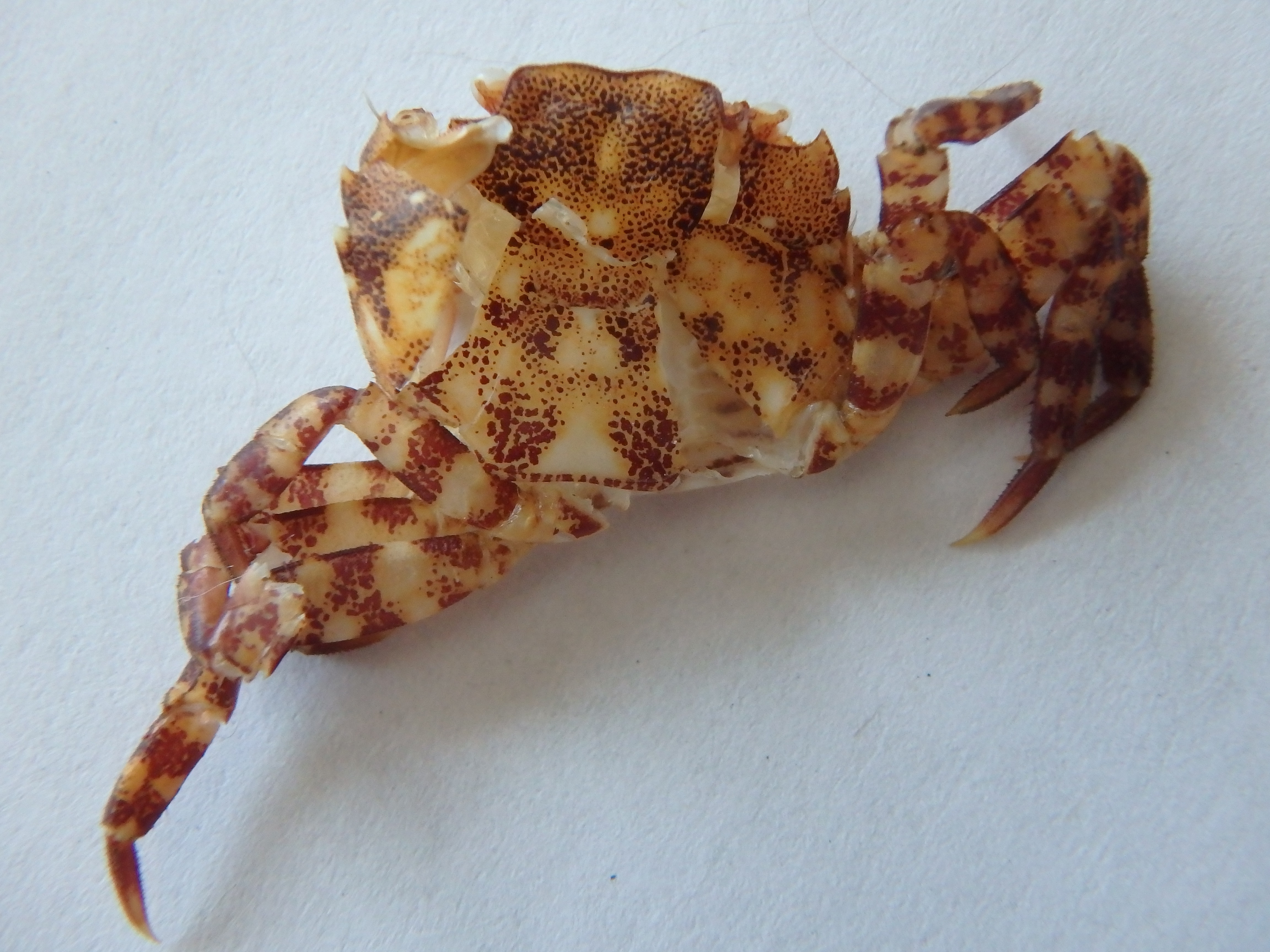 Asian shore crab discovered by a middle school citizen scientist in