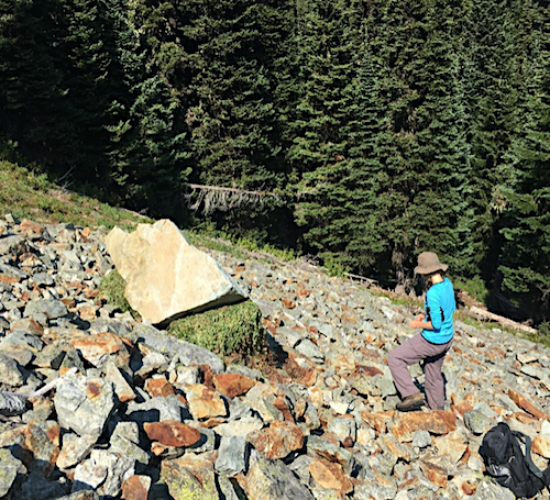 Surveying a haypile. A person stands on a scree slope looking at a large pile of plant material tucked underneath a boulder on the slope.
