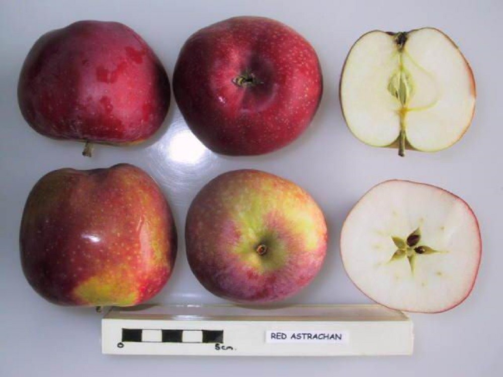 Six dark red with a little green apples, viewed from top, bottom, side, and a cross-section, displaying white flesh, seeds, and stem.