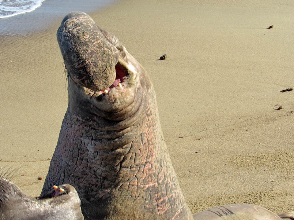 A large male elephant seal rears up to attack another male seal, with his large proboscis covering his face.