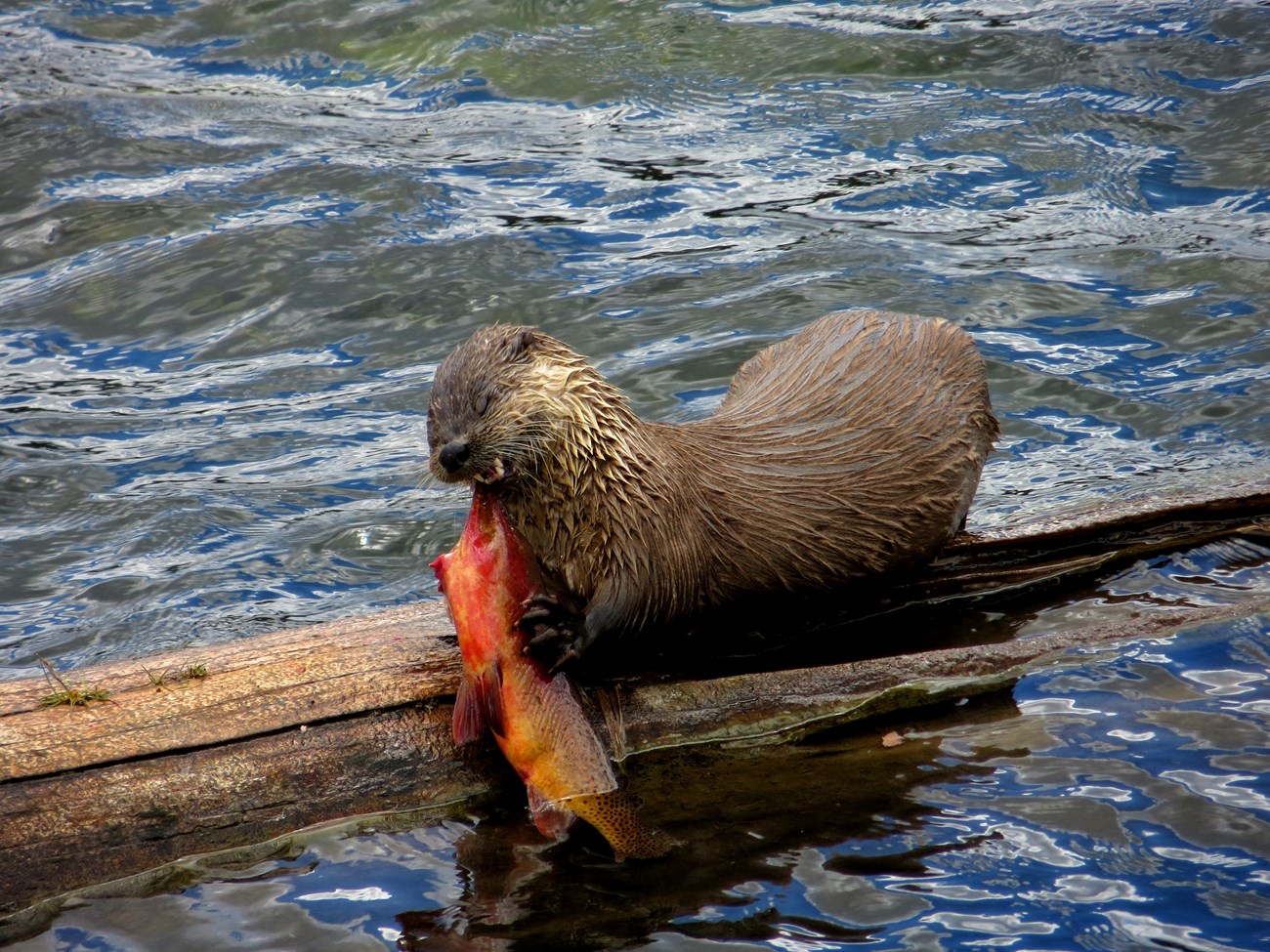 otter eating cutthroat trout