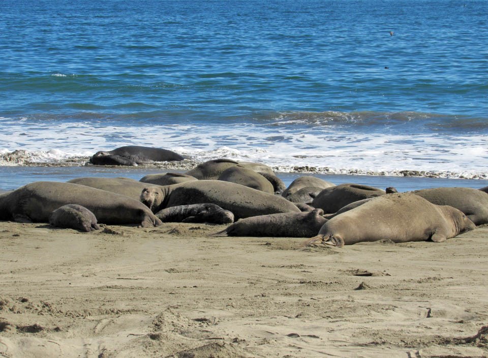 A group of female elephant seals and their pups at the water line on Drakes Beach