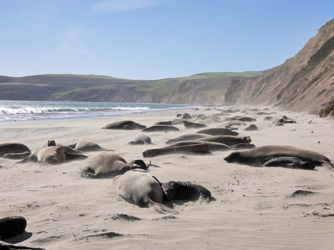 Drakes Beach elephant seal colony A large group of female seals with their pups stretch down a sandy beach.