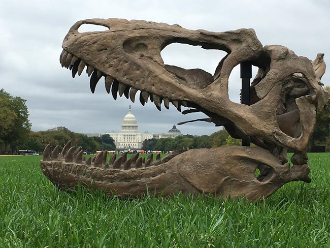 skull on the national mall