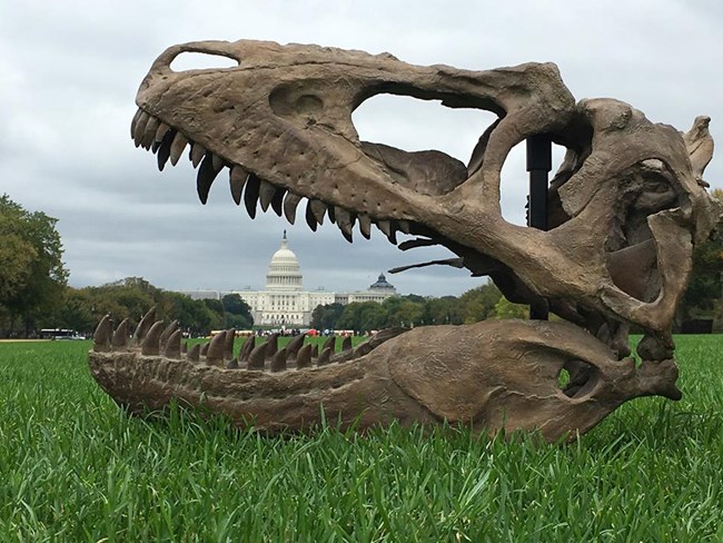 skull on the national mall skull on the national mall