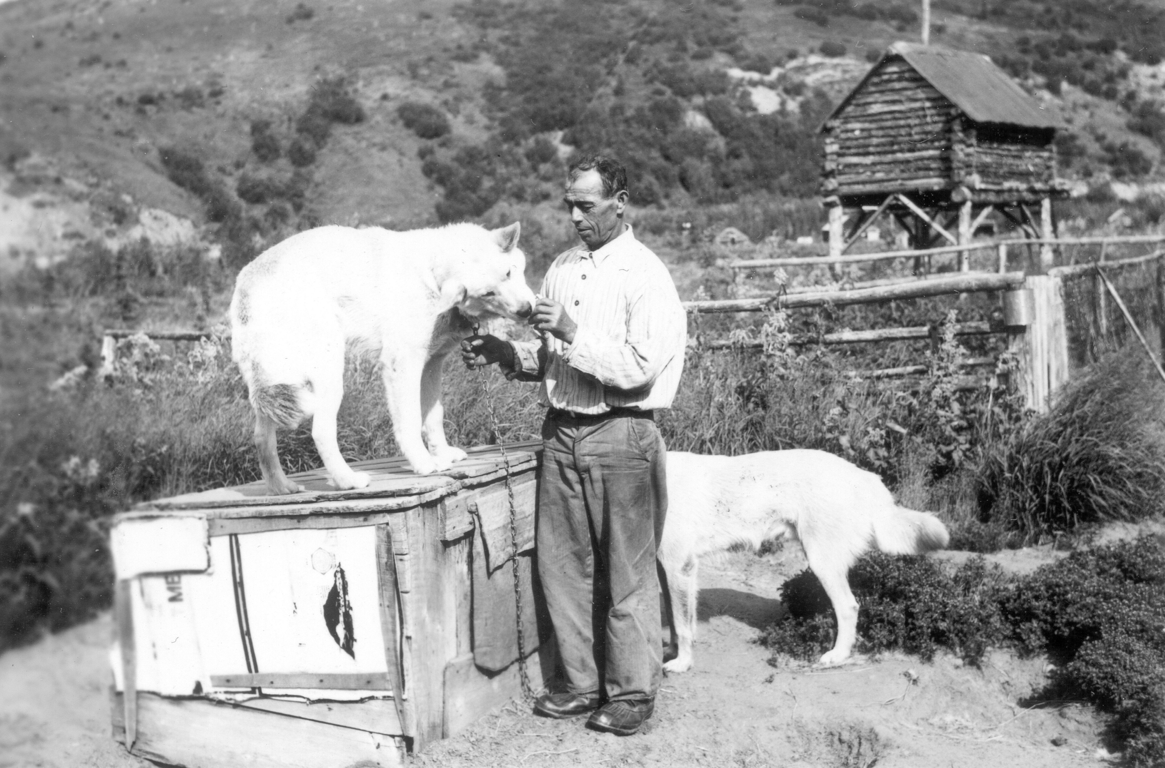 man and sled dogs