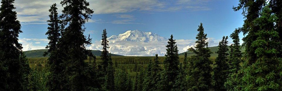 View of the mountain Denali through trees