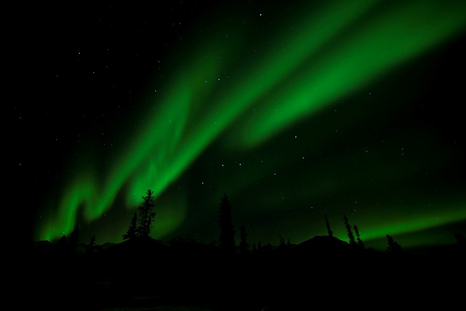 Green-tinted aurora borealis in the night sky over trees