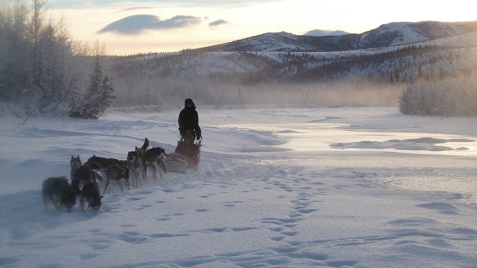 Ranger mushing sled dogs