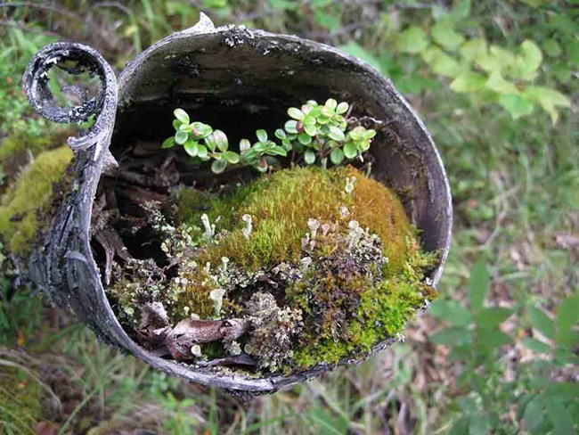 A multi-species community of lichens occupies the small space of a hollow tree branch.