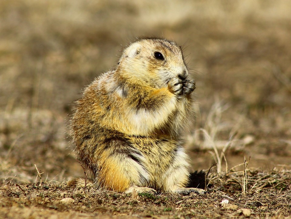 Black-tailed prairie dog