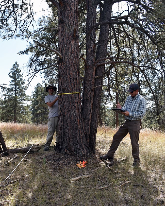 One researcher holding a measuring tape around a pine tree and a second researcher holding a pencil and clipboard