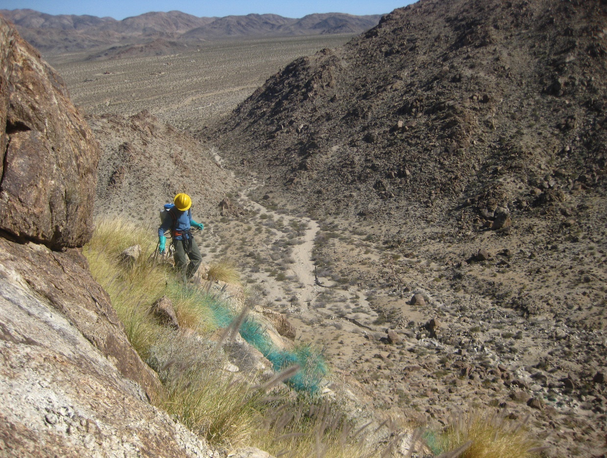 Crewmember for Lake Mead IPMT sprays Fountaingrass on the side of a steep hill. Crewmember for Lake Mead IPMT sprays Fountaingrass on the side of a steep hill.