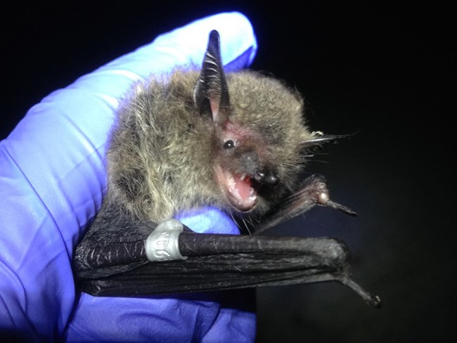 A little brown bat (Myotis lucifugus) being examined by a biologist.