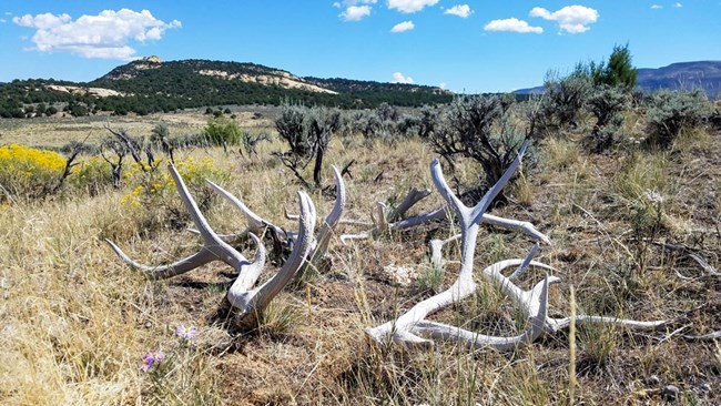 Antler sheds bleached white by the sun laying in an open field with clear blue sky beyond.