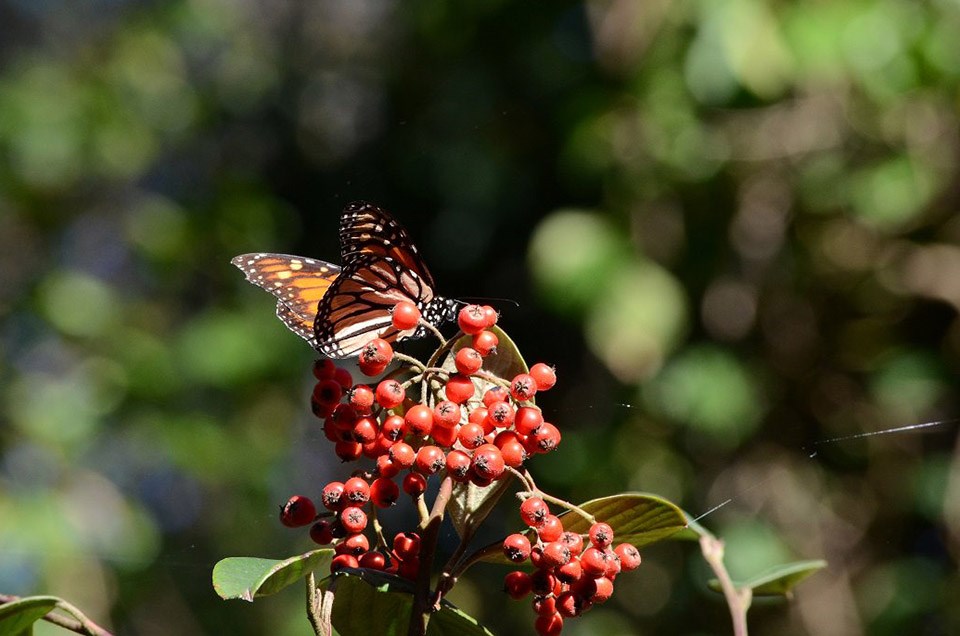 Wintering Monarch Butterflies at the Presidio (U.S. National Park Service)