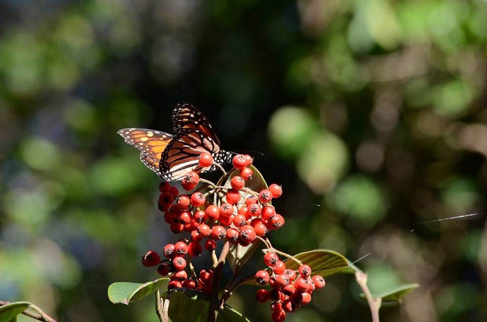Monarch butterfly on red berries