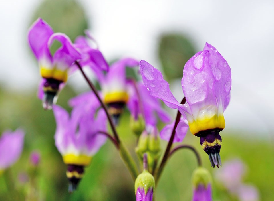 Shooting stars covered in water droplets