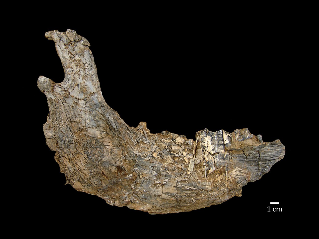 Camel jaw fossil A camel jaw (Camelops)