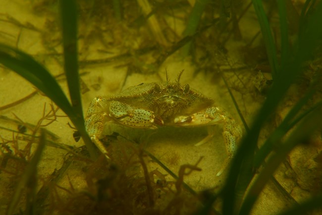 A lady crab lives among the base of eelgrass.