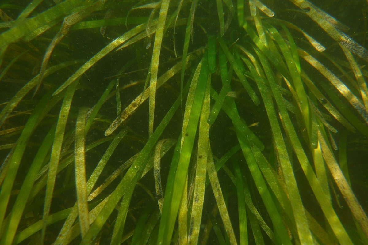 blades of green eelgrass sway with the current under the surface of the water.