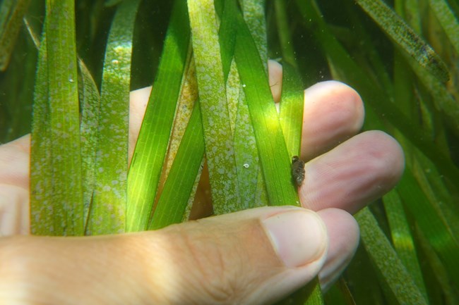 A researcher holds the thin, green blades of eelgrass in her hand
