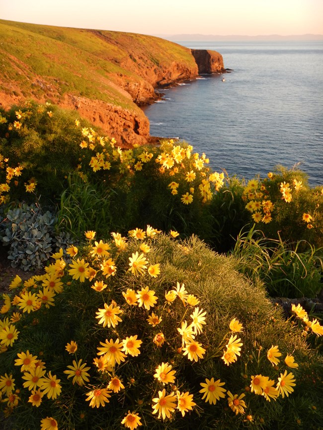 Giant coreopsis in full bloom with the island coastline in the background