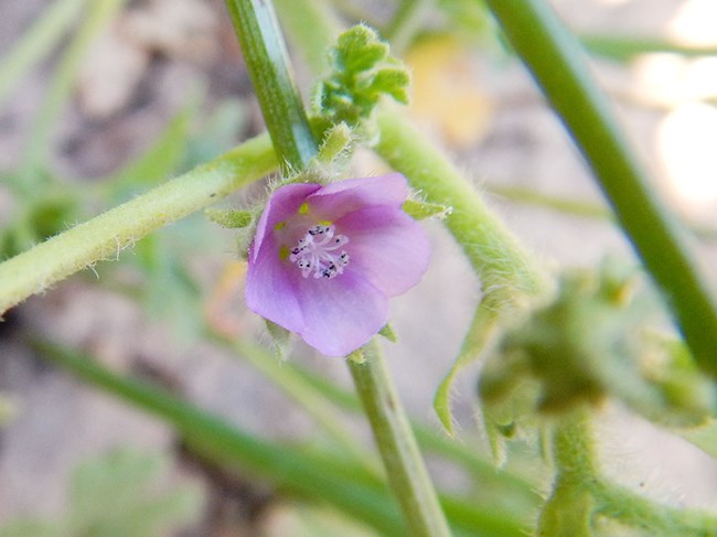 A new plant Small pink flower