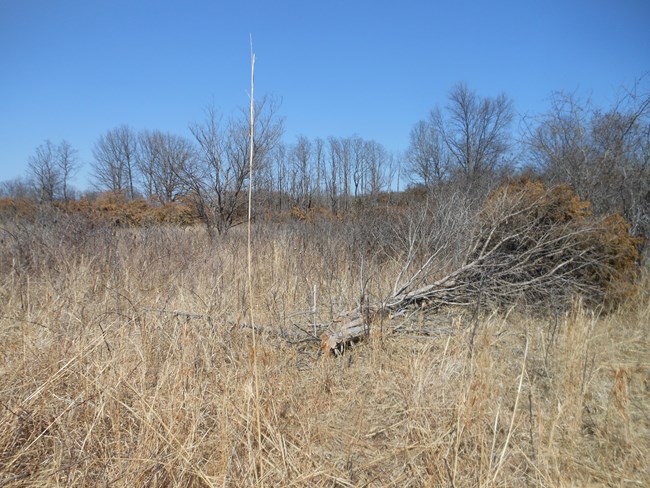 Tall grasses, trees, and shrubs on the prairie at Pea Ridge National Military Park.