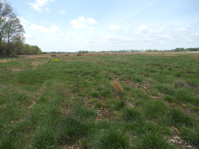 A large field of grass sits adjacent to a patch of trees and cannons at Pea Ridge National Military Park. 